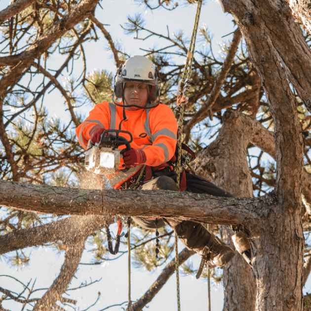 Greenleaf Tree & Property Services Tree Services Tree Felling