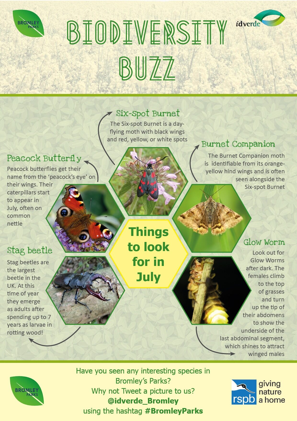 Biodiversity-Buzz-Things-to-look-for-in-July