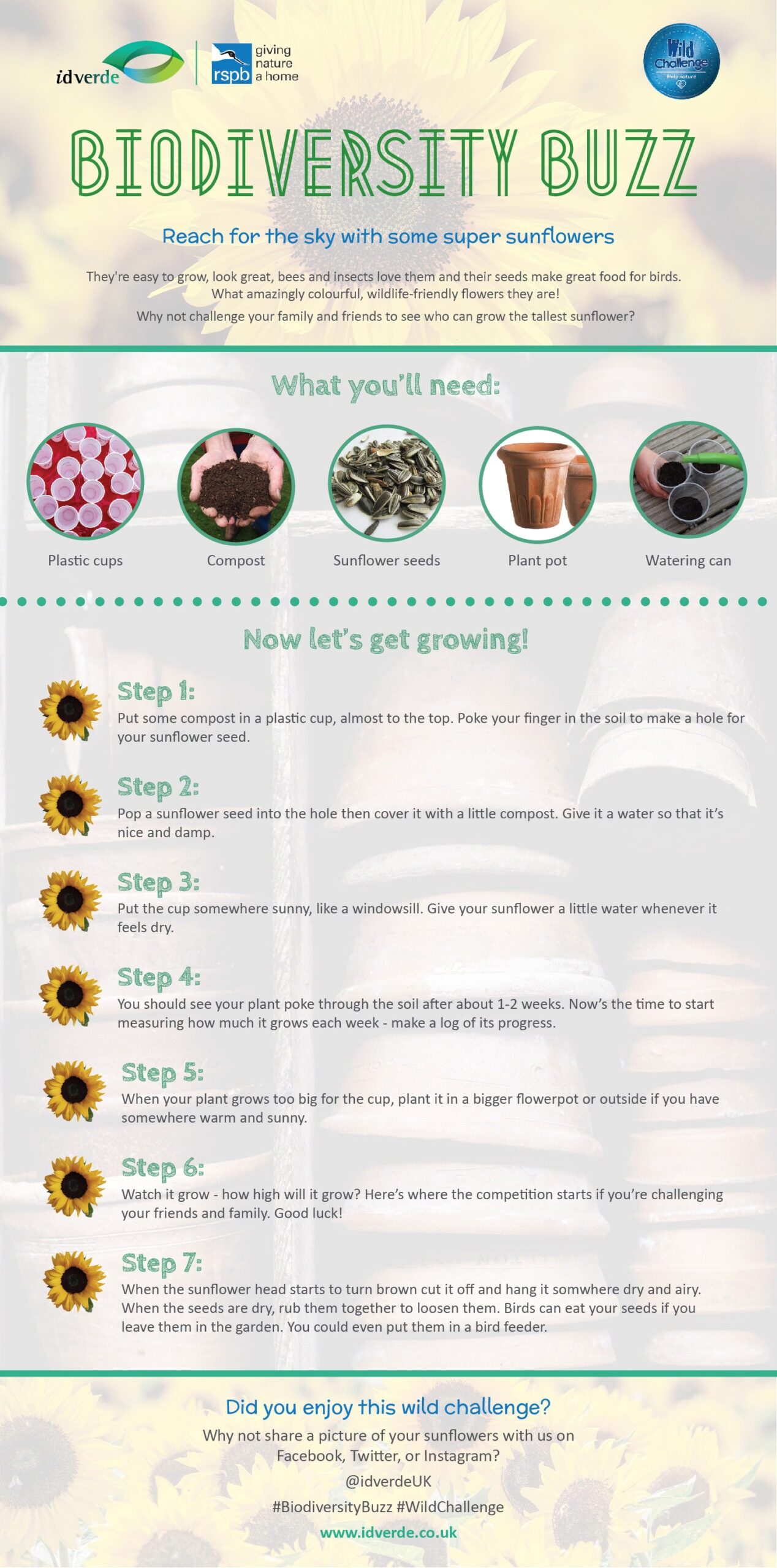 Grow sunflowers