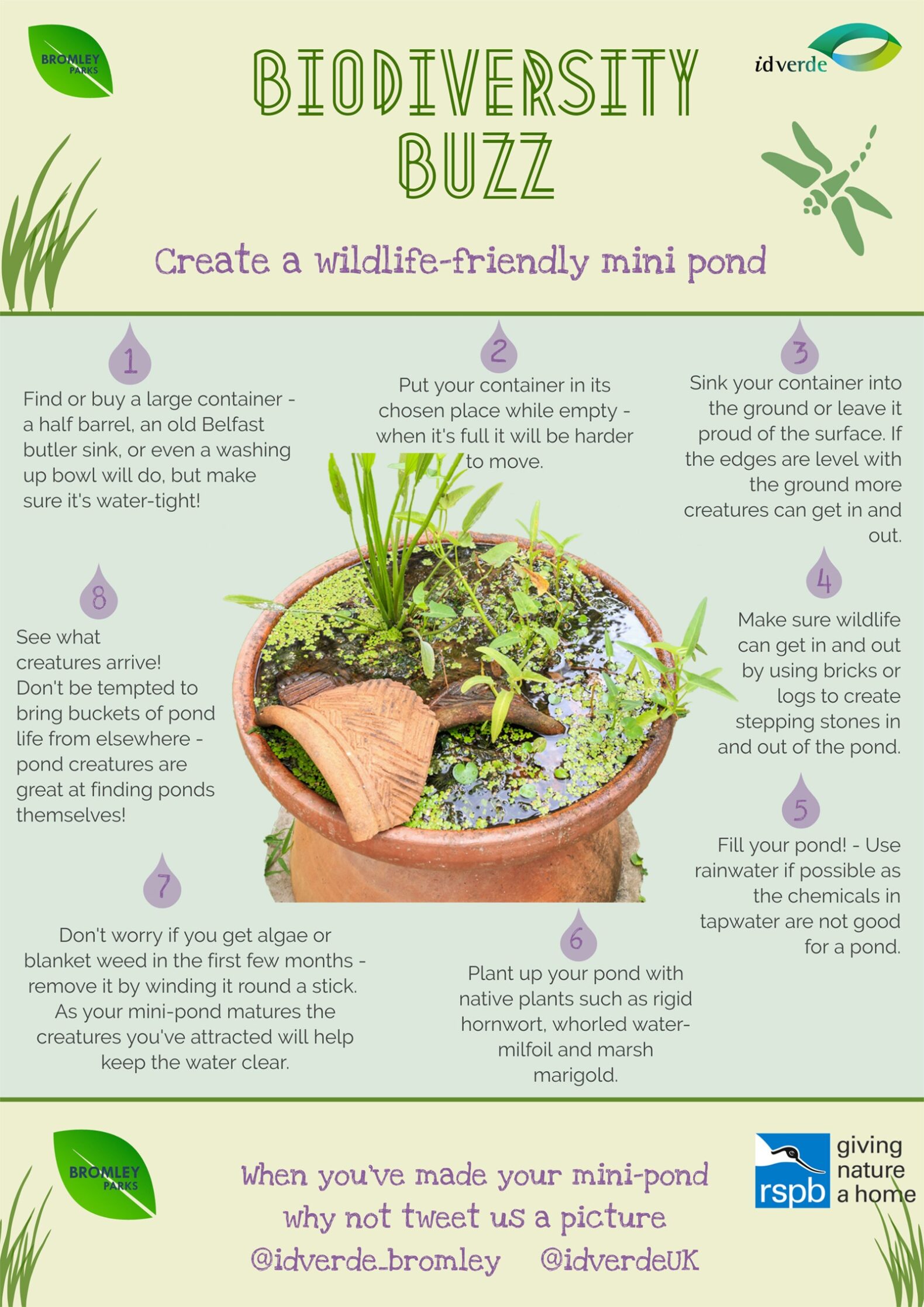Make-a-wildlife-friendly-mini-pond