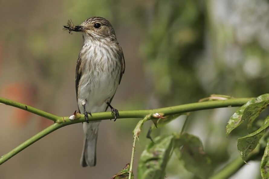 idverde_Spotted-Flyctacher-credit-Andy-Hay-RSPB-Images_