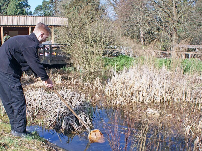 Pond survey Bromley Biodiversity