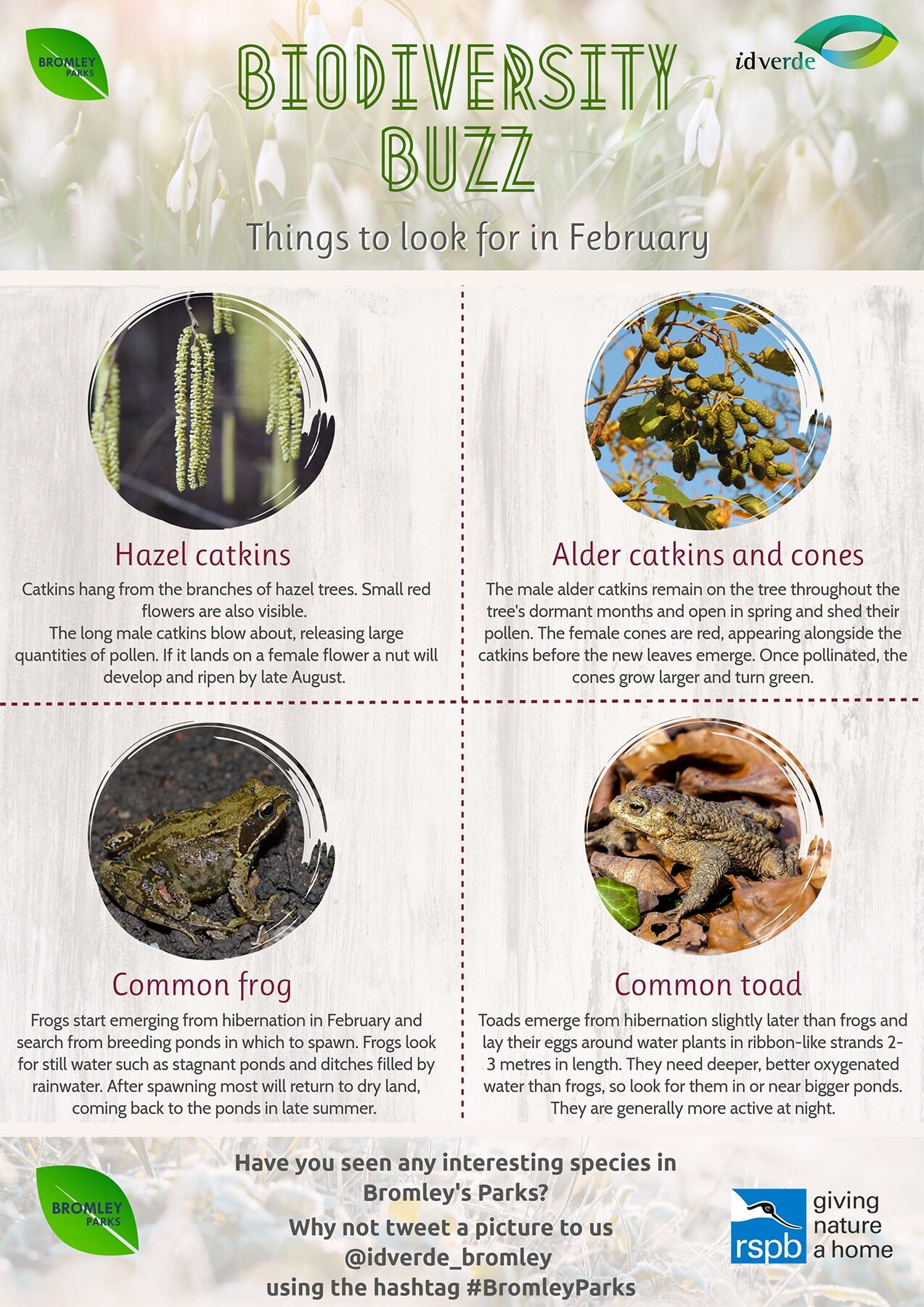 Biodiversity-Buzz-What-to-look-for-in-February_web