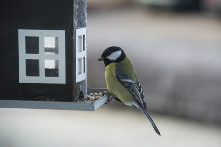 small-birds-great-tit-1046534_1920_web-768x512