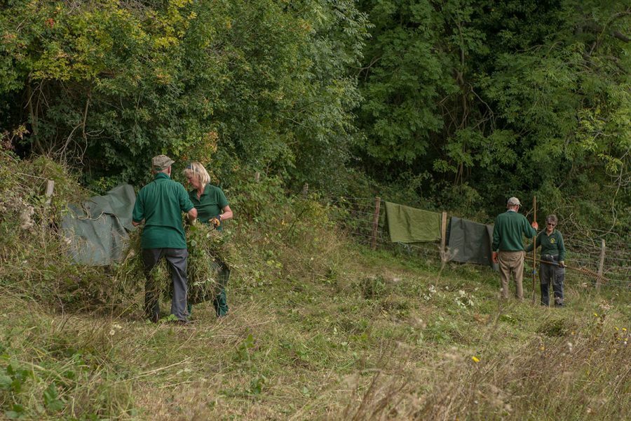 Bromley-Cpuntryside-Volunteers-in-action-900x600