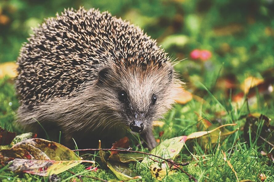 hedgehogs