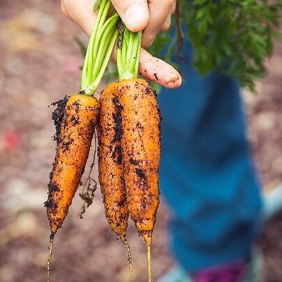 Home grown carrots