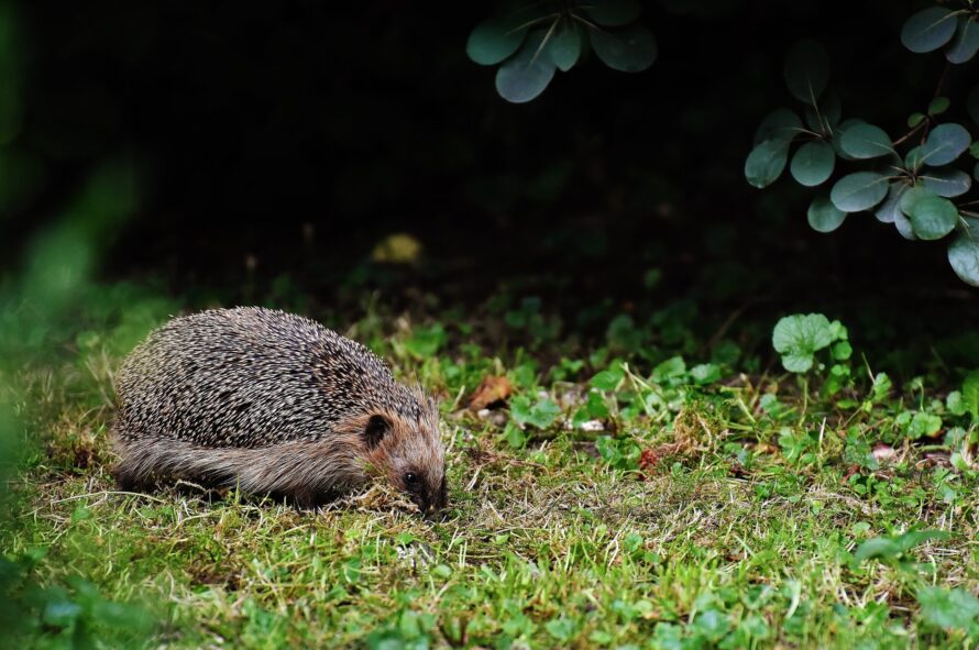 hedgehog-1630031 [pixabay]