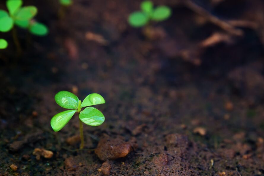 World Soil Day