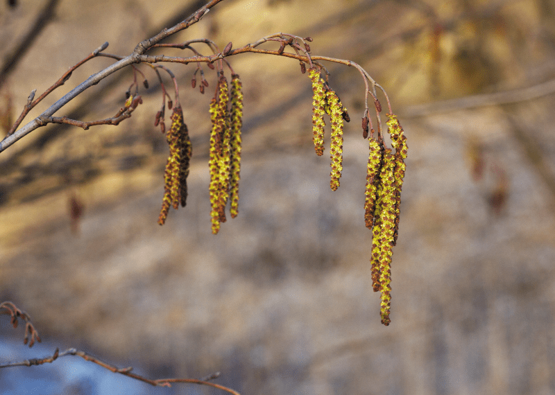 Alder Tree National Tree Week