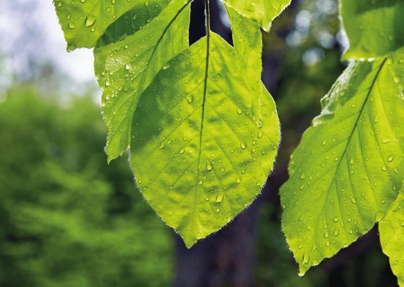 Alder tree national tree week