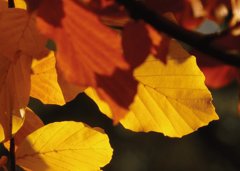 Beech tree