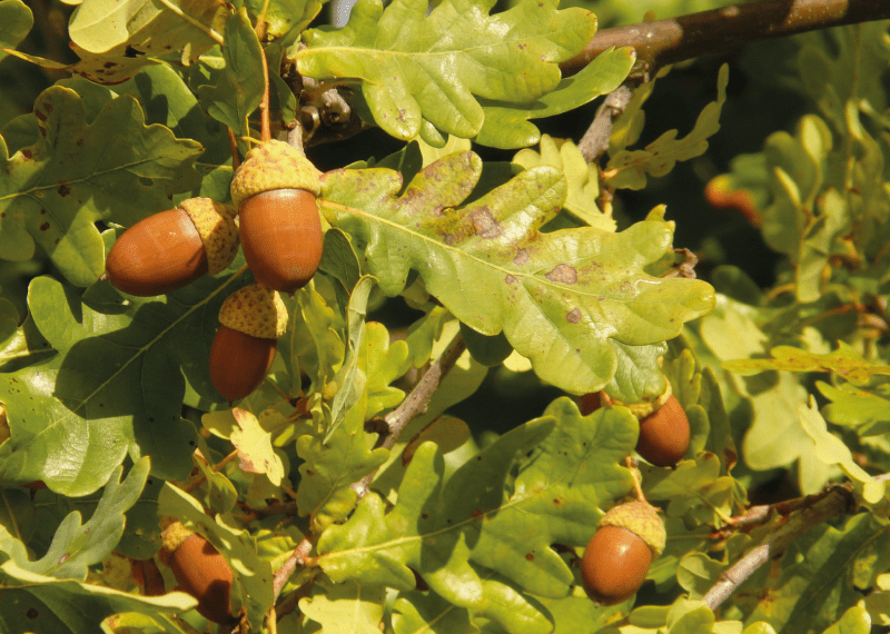 English Oak