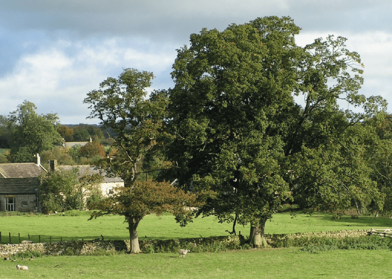 English Oak