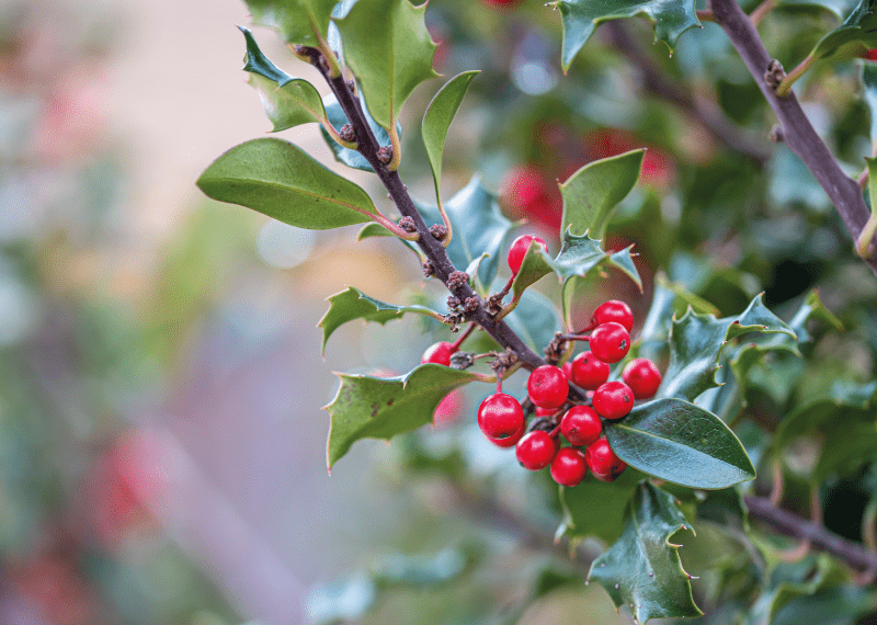 holly tree