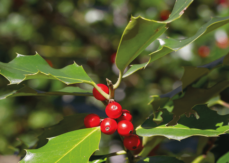 holly tree