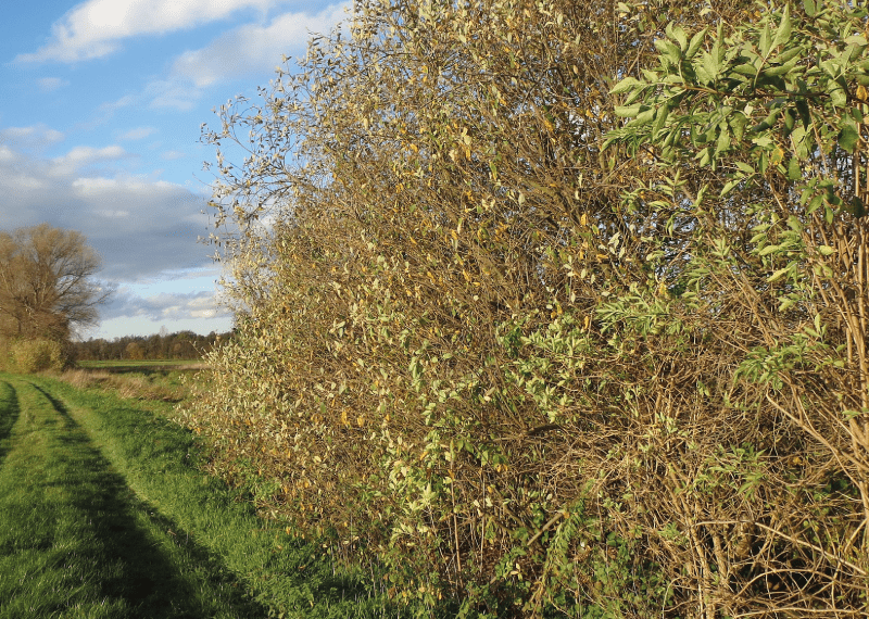 White willow