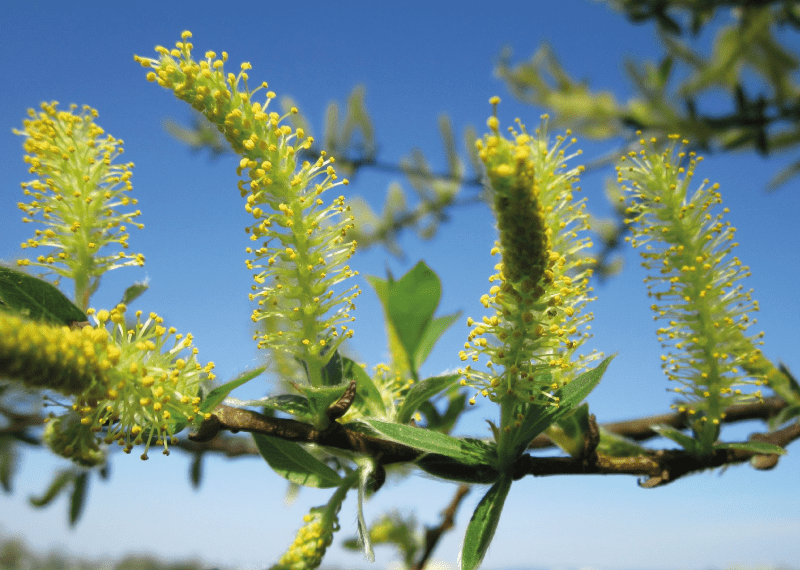 White willow