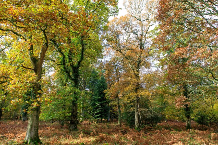 woodland