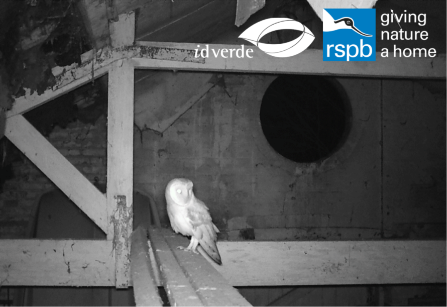 Barn owl found in idverde storage shed
