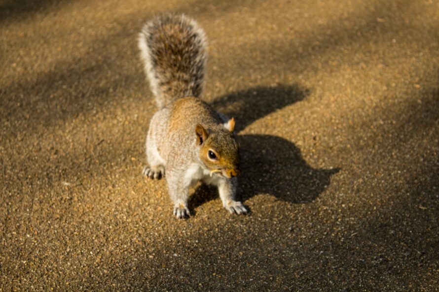 Jephson Gardens wildlife