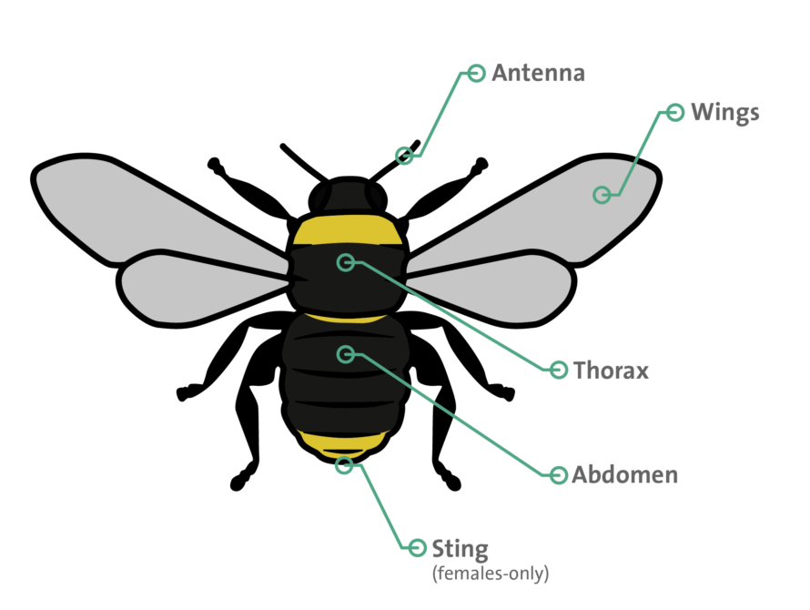 cuckoo bumblebees Illu-01