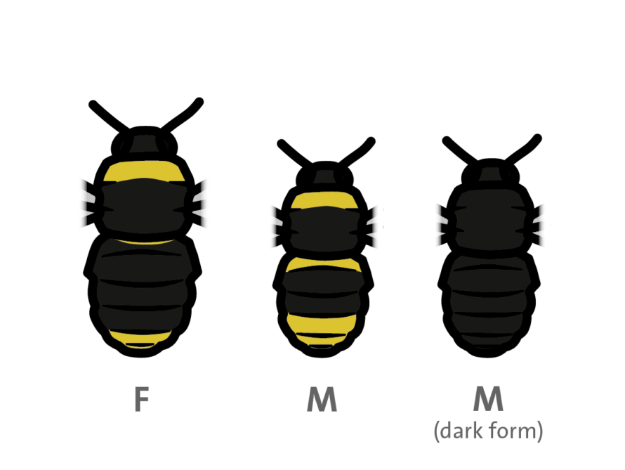 Field Cuckoo Bumblebee