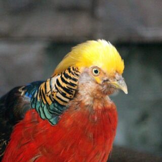 Bournemouth Aviary