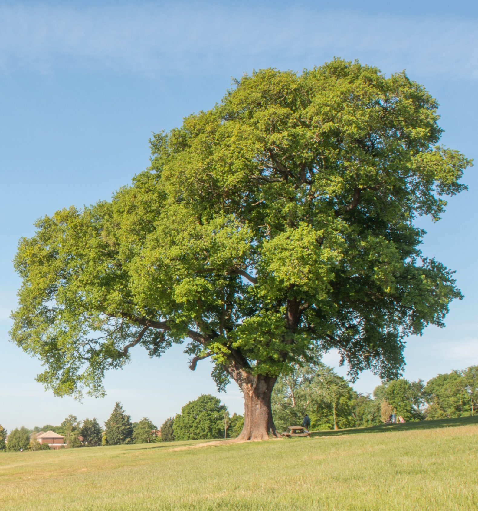 large tree