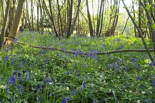 bluebells