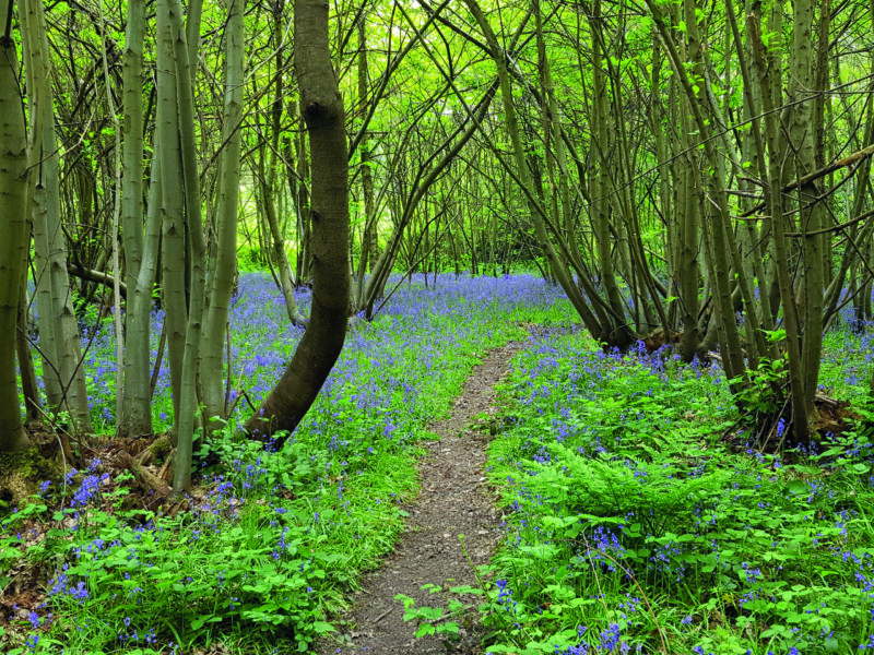 Well Wood, S.lofting