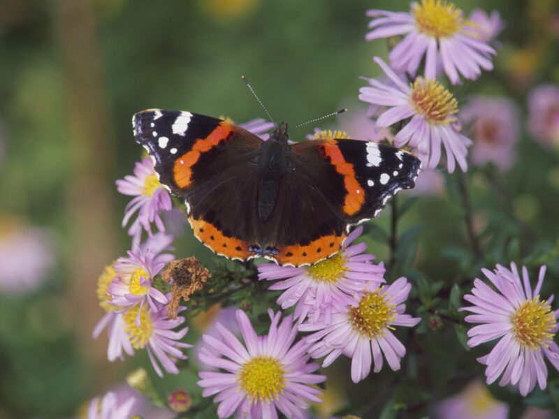 A red admiral butterfly that has landed on a pink and yellow flower at The Lodge RSPB reserve.