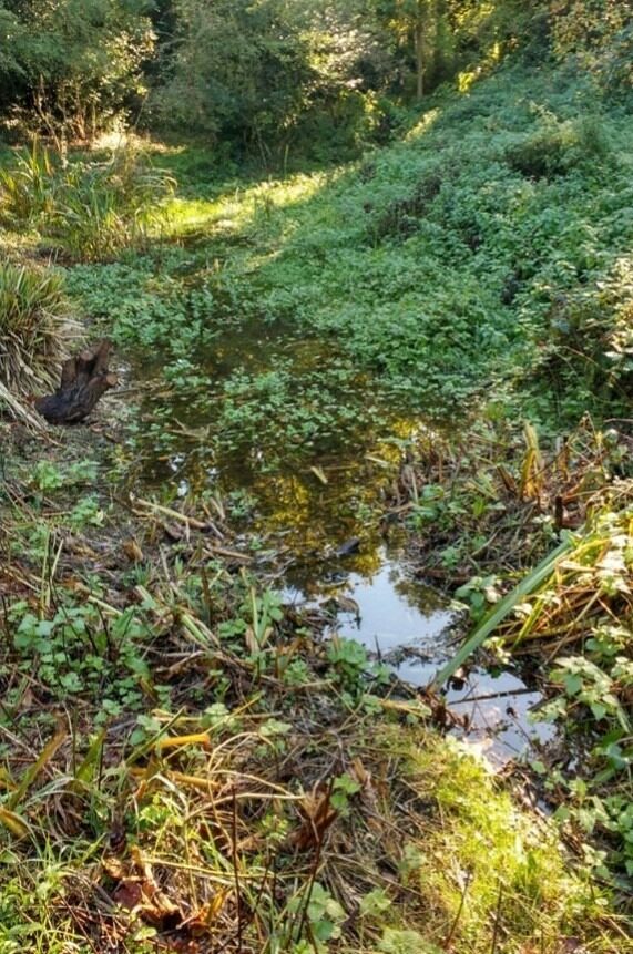 Darrick marsh prior to wetland restoration