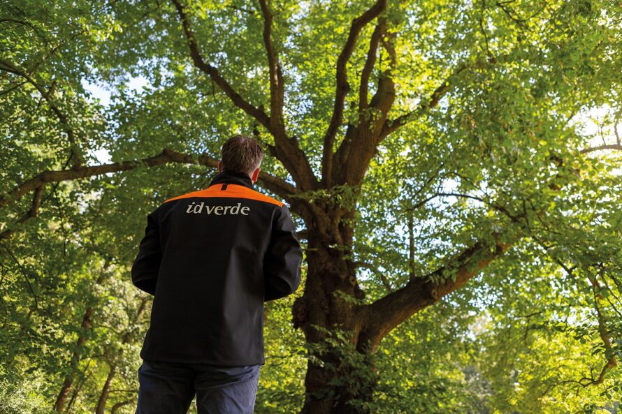 the Value of Trees idverde man looking up a tree