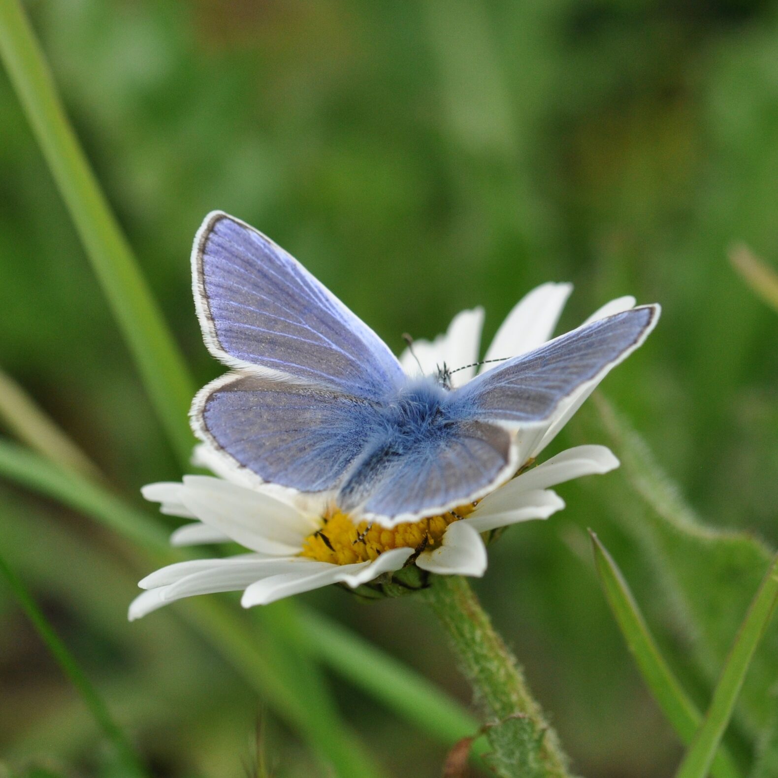 Common Blue, Chelsfield Green 2019, S Lofting