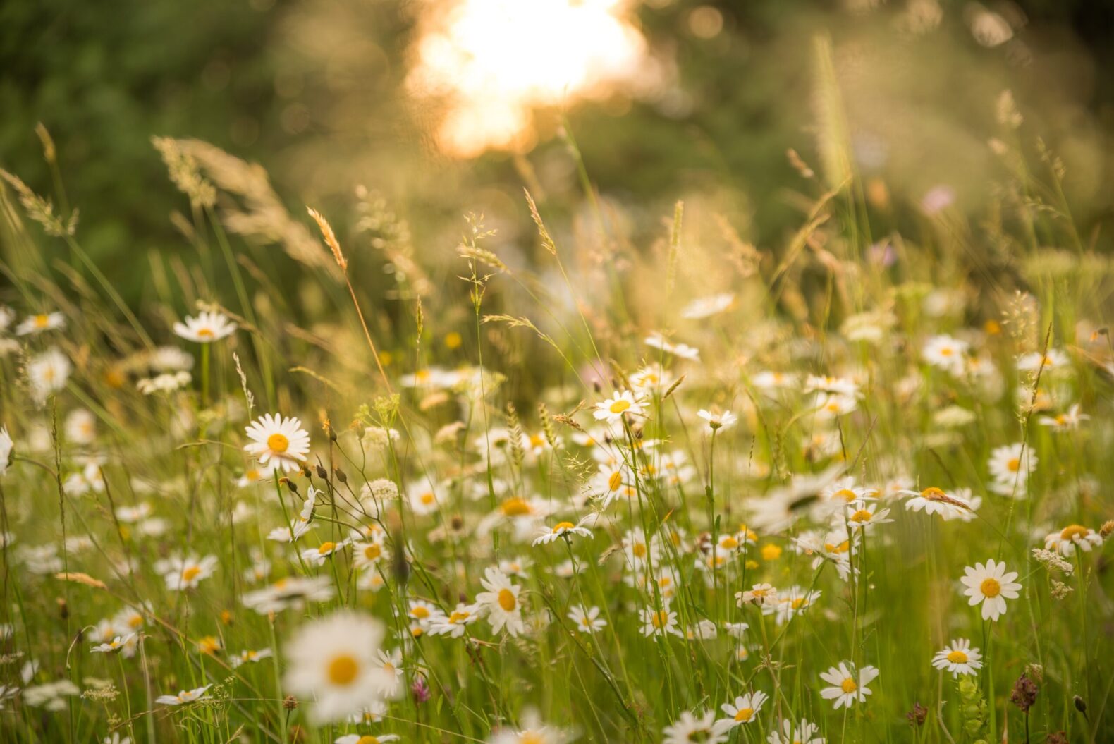 photo of wildflowers