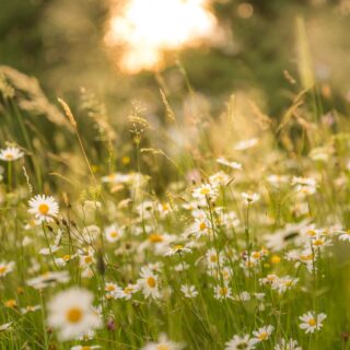 photo of wildflowers