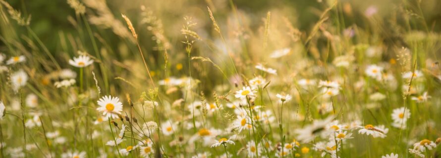 photo of wildflowers