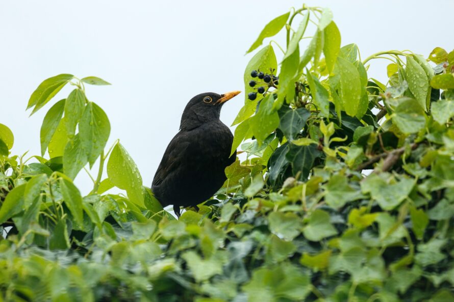 blackbird-7985552_1920