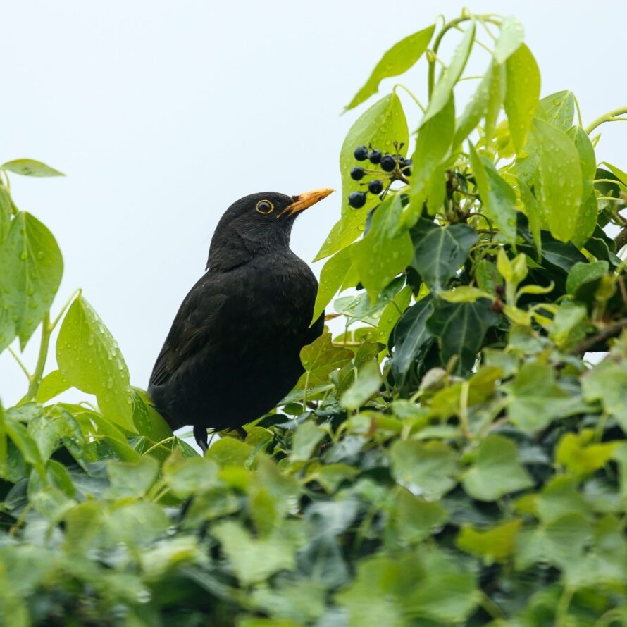 blackbird-7985552_1920