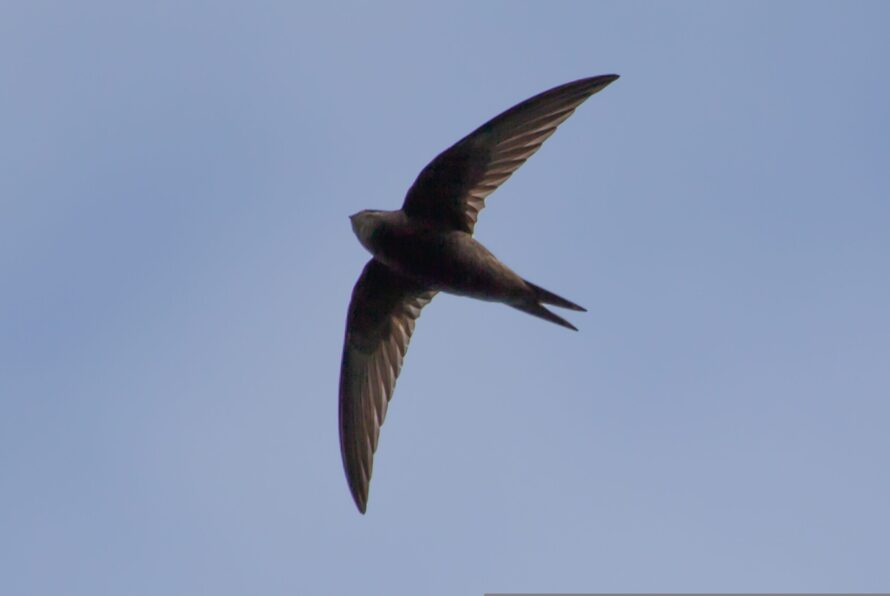 picture of a flying swift