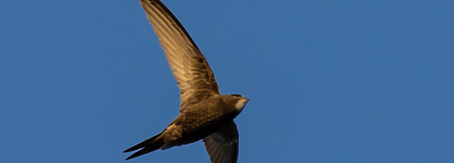 Photo of a flying UK swift