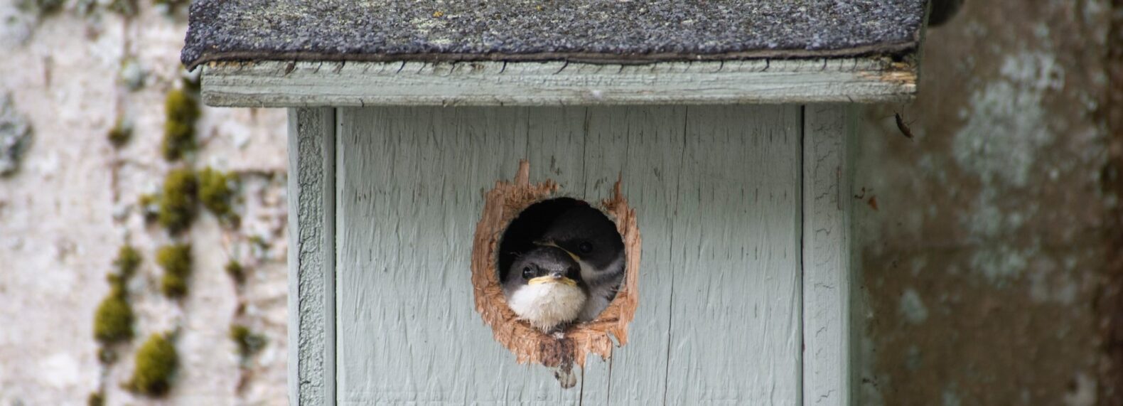 cute birds inside a birdbox
