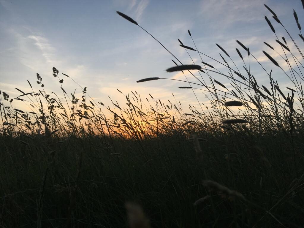 wild plants in the sunset