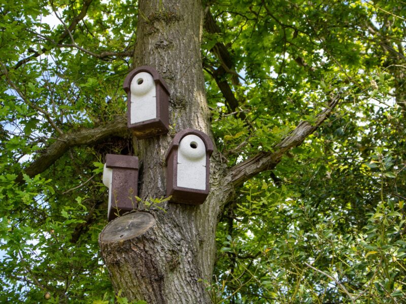 bird box on tree