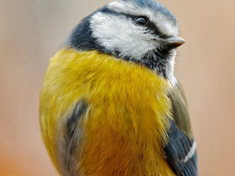 blue tit on branch