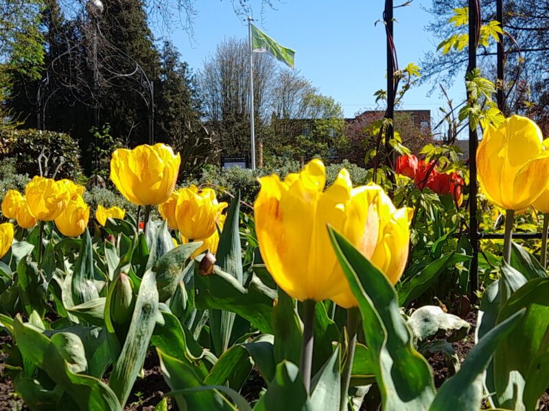 yellow flowers and a green flag