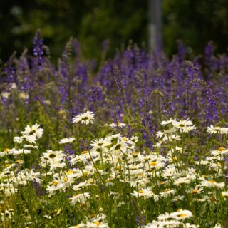 picture of wildflowers