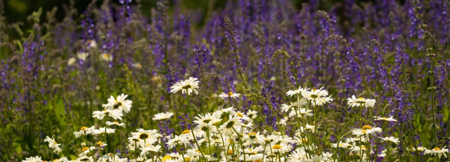 picture of wildflowers