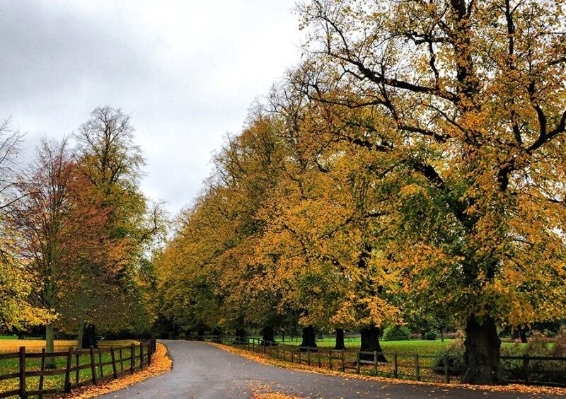 autumn leaves on trees and a path